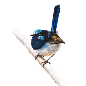 Original Male Superb Fairy Wren painting $185 - Rachel Hollis Art