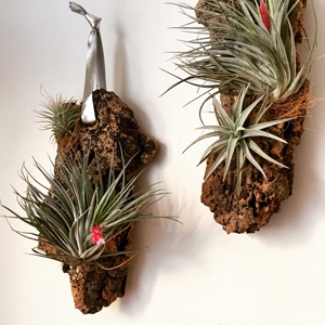Hanging Tillies on Cork $44 - Staghorn