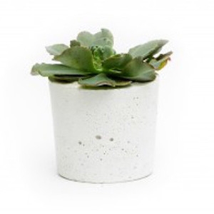 Pop Plant Concrete Straight Pot $65 - Melbournalia
