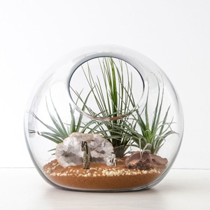 Star Wars Terrarium Kit $70 - Happy Place Terrariums