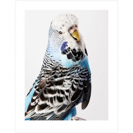 Jeffreys' Suzie Budgie via WeebBirdy.com