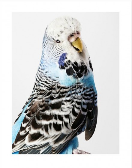 Leila Jeffreys' Budgie via WeeBirdy.com