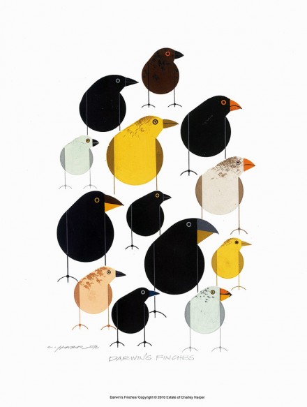 Charley Harper_Darwins Finches via WeeBirdy.com
