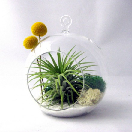 Tillandsia Billy Buttons Terrarium via WeeBirdy.com