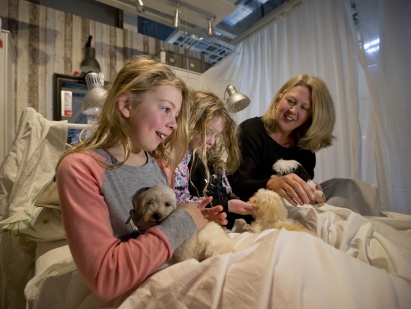 Waking up to puppies in bed at Airbnb at IKEA, via WeeBirdy.com