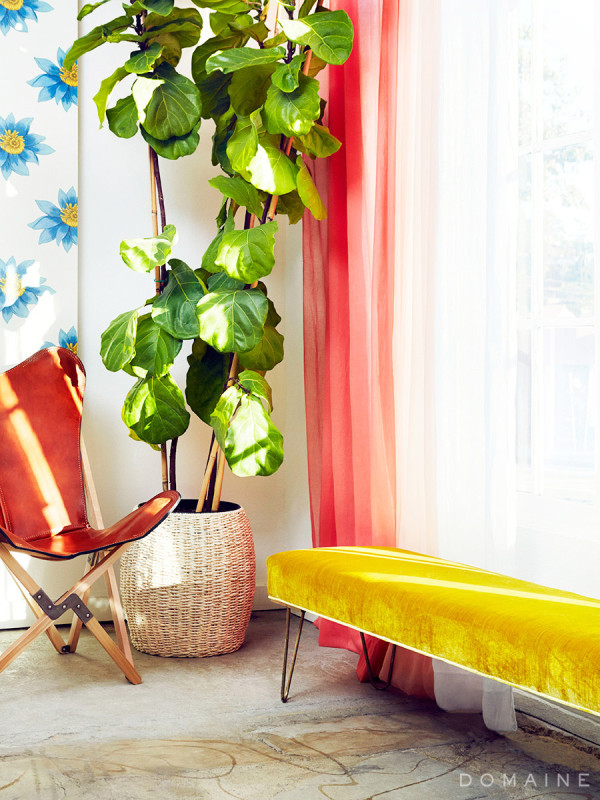 Fiddle leaf fig in a basket love. Sourced via Emily Henderson. 