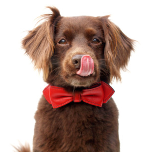 Top 12 amazing Etsy presents for pet owners and animal lovers to order now for Christmas, via WeeBirdy.com.