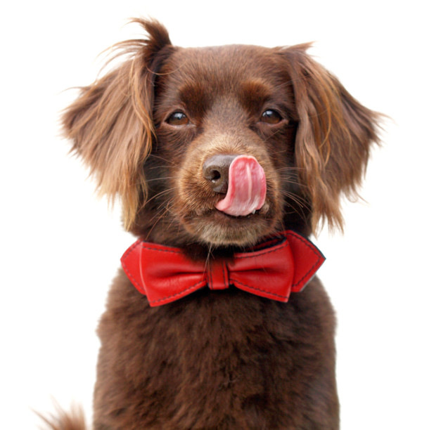 Top 12 amazing Etsy presents for pet owners and animal lovers to order now for Christmas, via WeeBirdy.com.