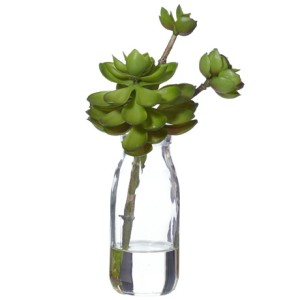 Succulent in bottle in Echeveria, $19.95, from Freedom.
