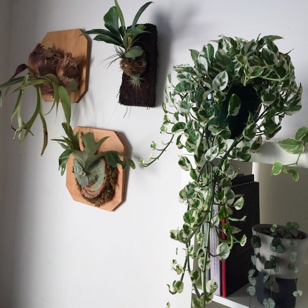 Position mounted elkhorns and staghorns next to other trailing plants for an easy vertical garden. via staghornhome/Instagram.