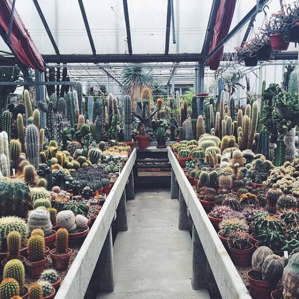 nstagram Scout: Mary Lennox, flower and garden, Berlin (Ruby Barber). Photo by Mary Lennox/Instagram.