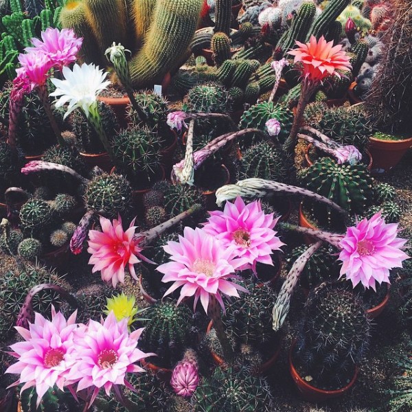 nstagram Scout: Mary Lennox, flower and garden, Berlin (Ruby Barber). Photo by Mary Lennox/Instagram.