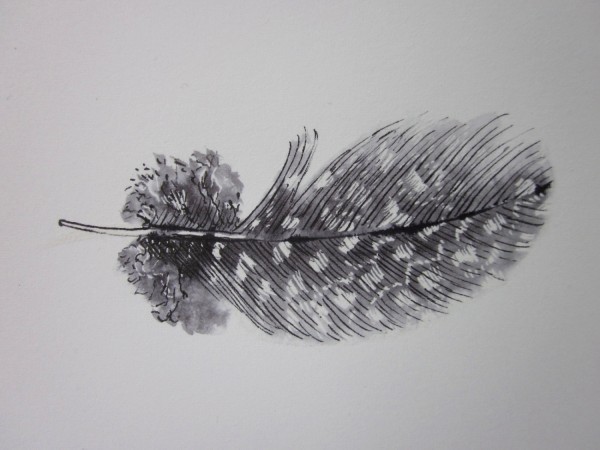 Black and white guinea fowl feather #2 original ink drawing, $20, by Anne 4 Bags.
