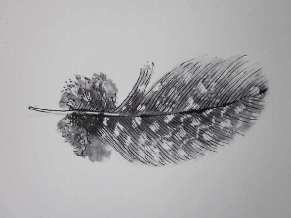 Black and white guinea fowl feather #2 original ink drawing, , by Anne 4 Bags.