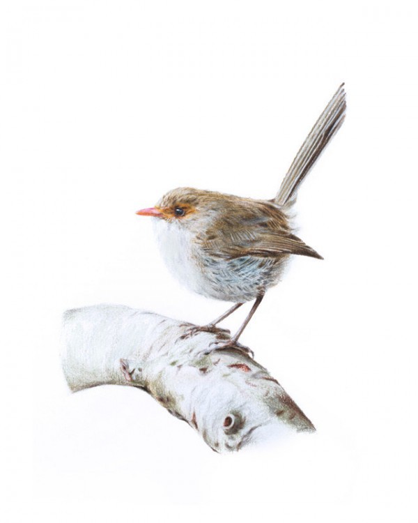Female Superb Fairywren original, $185, by Rachel Hollis Art.