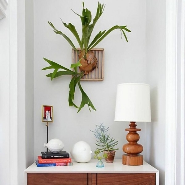 Pop an elkhorn above your sideboard to create an eye-catching vignette. Balance the look with a lamp, potted plants, books and objects. Via Apartment Therapy/Instagram.