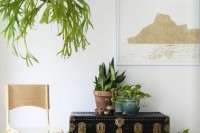10 incredible ways to Decorate with Staghorns and Elkhorns Staghorns and Elkhorns: the hottest indoor plant right now, via We-Are-Scout.