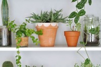 Gorgeous plants on shelves, by Enter My Attic. Pictures by Marij Hessel.