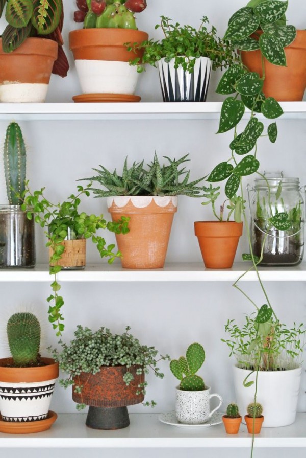 Gorgeous plants on shelves, by Enter My Attic. Pictures by Marij Hessel.