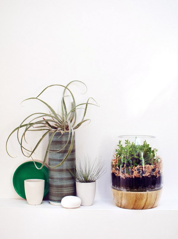 Green shelfie + Tutorial: How to make a moss terrarium by repurposing an timber and glass candle holder lantern. Photo: Lisa Tilse for We Are Scout