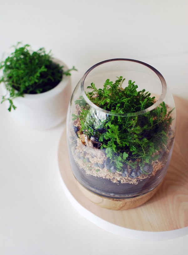 How to make a moss terrarium by re-purposing a timber and glass candle holder. Photo: Lisa Tilse for We Are Scout