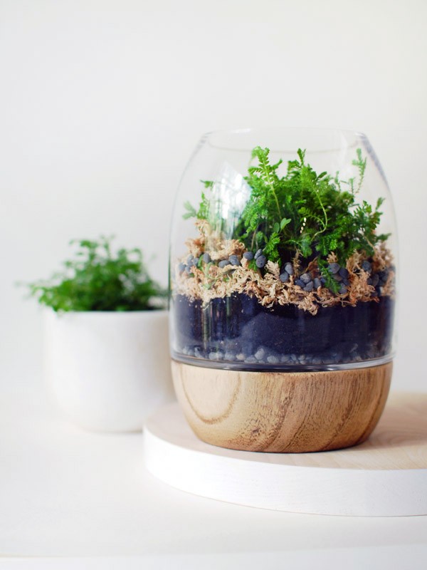 Tutorial: How to make a moss terrarium by repurposing an timber and glass candle holder lantern. Photo: Lisa Tilse for We Are Scout