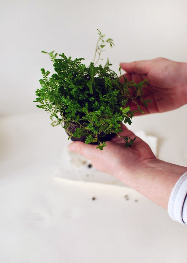 Insert small plant into soil. Photo: Lisa Tilse for We Are Scout