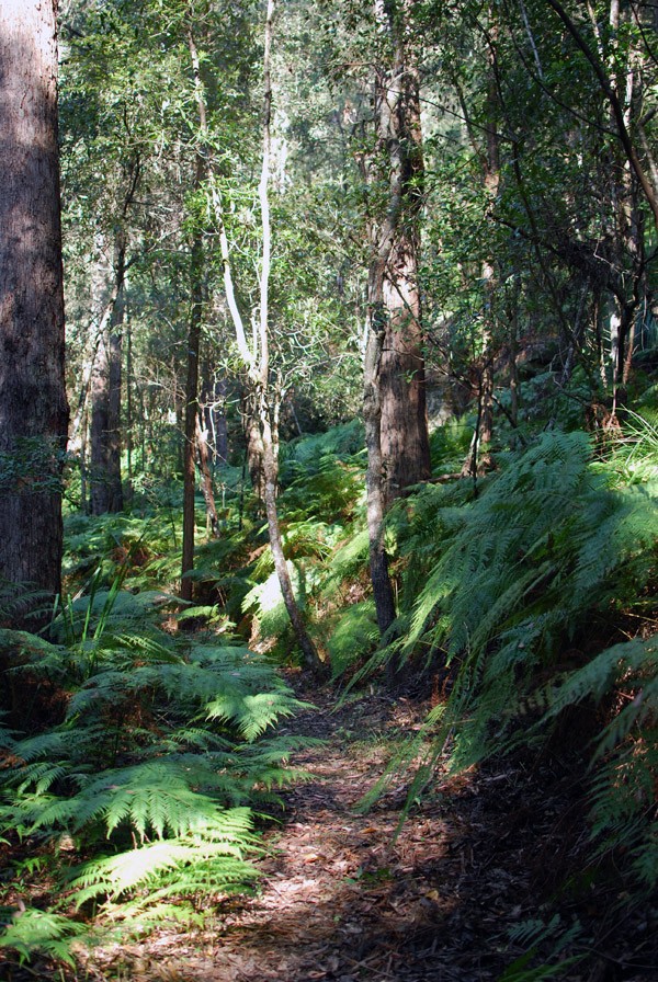 Foraging for craft materials in the bush. Photo: Lisa Tilse for We Are Scout