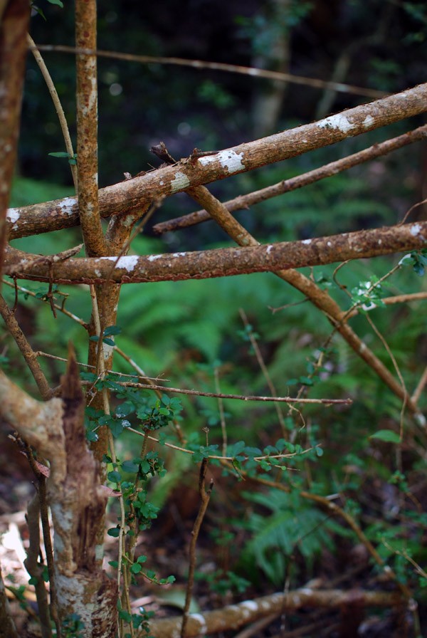 Foraging for craft materials in the bush. Photo: Lisa Tilse for We Are Scout