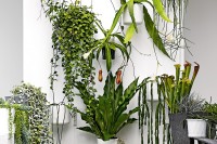 The plant wall at the home of Craig Miller-Randle (who runs MRD Home). Styling by Deb McLean and photography by Colin Doswell for Inside Out magazine September 2015.