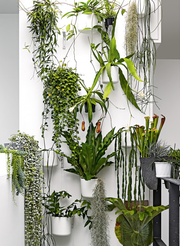 The plant wall at the home of Craig Miller-Randle (who runs MRD Home). Styling by Deb McLean and photography by Colin Doswell for Inside Out magazine September 2015.